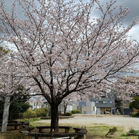 画像530